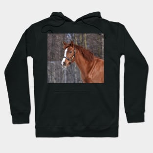 Verrazano filly Hoodie